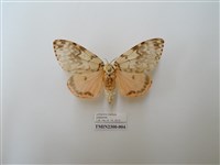 藏品(波斑毒蛾)的圖片